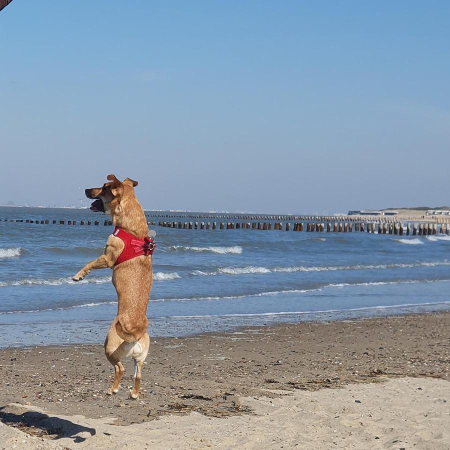 BONNIES Beach&Spa DuinNest Cadzand Exterior foto